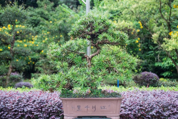 40% Off Bonsai Urn Coupons & Promo Codes 2023