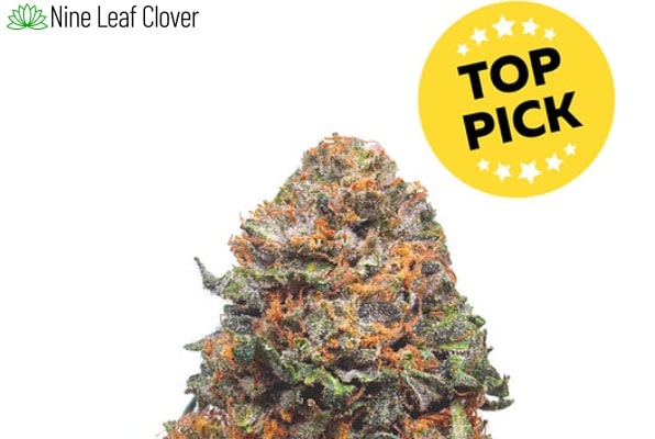 Nine Leaf Clover Reviews 2023 | Best Cannabis Clones & Consulting In Ontario