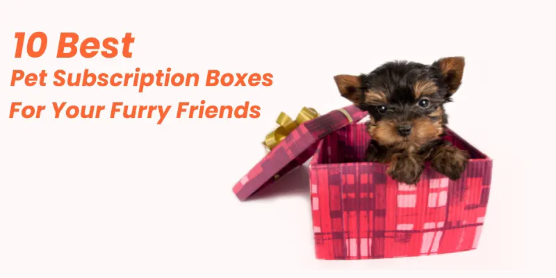 10 Best Pet Subscription Boxes For Your Furry Friends