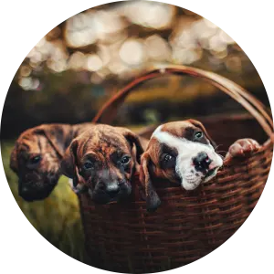Pets