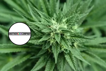 Another Cbd Company  Reviews