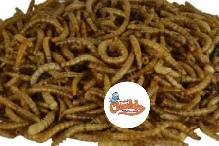 Chubby Mealworms  Reviews