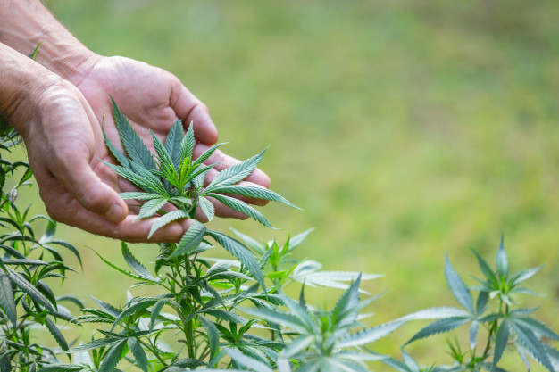 PACIFIC SEED BANK Coupon Code 20 Off Discount 2022