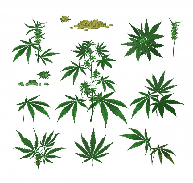 TEGRIDY FARMS CANNABIS Coupon Code 20 Off Discount 2022 tegridy-farms-cannabis-coupon-code-20-off-discount-2022