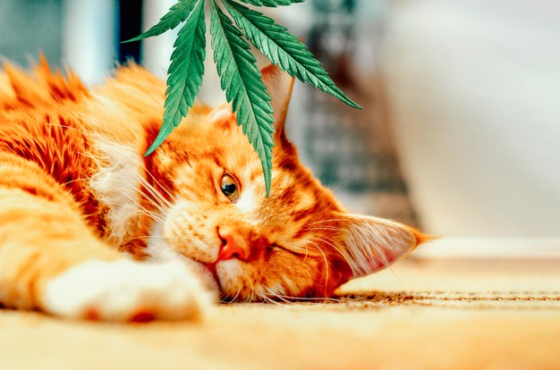 Paws Elite Coupon Code 20 Off Promo Code 2021