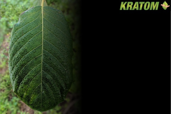 Enjoy Fresh Raw American Kratom Leaf In 2022 